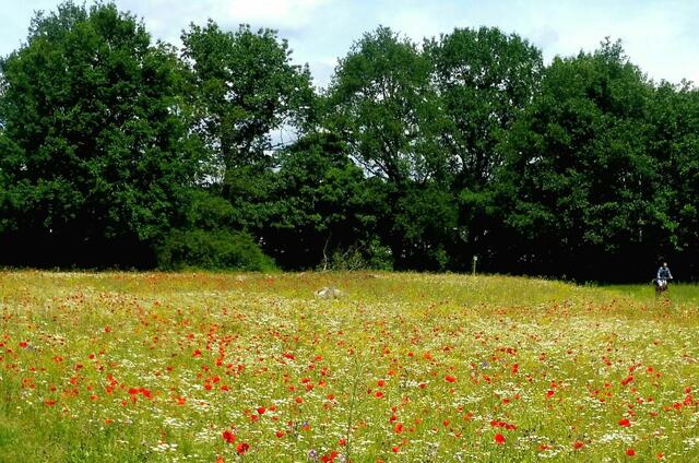 Ein Teil der Blumenwiese.