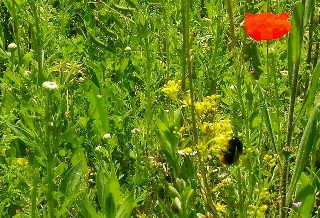 Ein Hummelchen ist unterwegs...