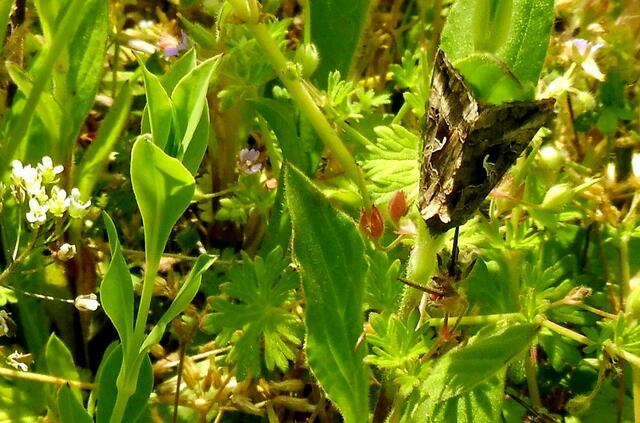 Wer kennt den Namen des Falters? Tarnt sich sehr gut!
