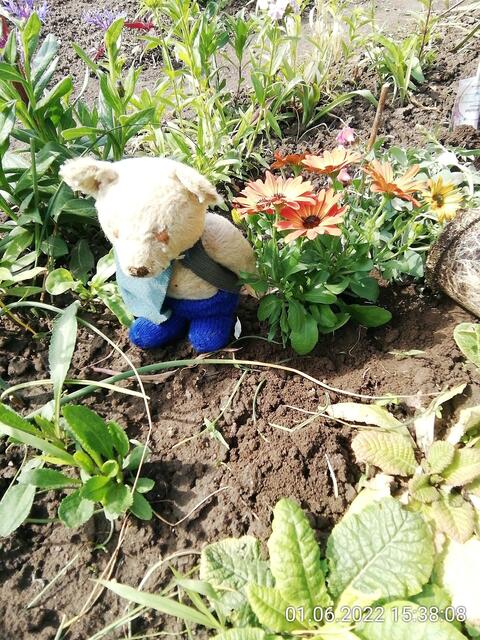 5.6.2022 !!! Gartenschau - Sonntagsbilder mit O'Brian 2022 !!!  Temperaturen: Nachts 15.1 / 10:33 18,97° plus / 13:24 29,8° plus
Das Unkraut wächst und es gab viel Sonne und trübes Wetter in dieser Woche, in der Sonne waren es dann gestern 20,6 Grad, heute ist es fast Windstill !
Die Temp­eraturen in Nebra steigen heute maximal auf 19 Grad Celsius