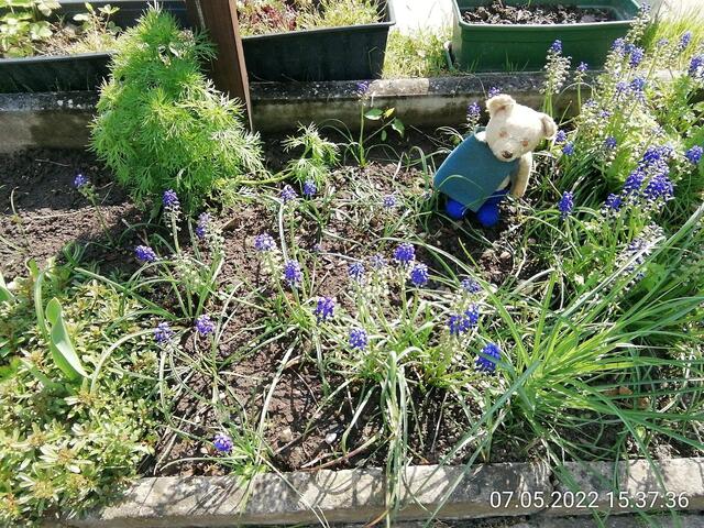 5.6.2022 !!! Gartenschau - Sonntagsbilder mit O'Brian 2022 !!!  Temperaturen: Nachts 15.1 / 10:33 18,97° plus / 13:24 29,8° plus
Das Unkraut wächst und es gab viel Sonne und trübes Wetter in dieser Woche, in der Sonne waren es dann gestern 20,6 Grad, heute ist es fast Windstill !
Die Temp­eraturen in Nebra steigen heute maximal auf 19 Grad Celsius