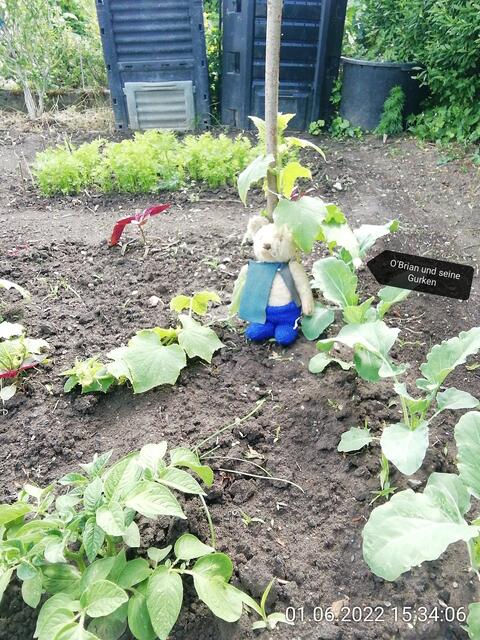 5.6.2022 !!! Gartenschau - Sonntagsbilder mit O'Brian 2022 !!!  Temperaturen: Nachts 15.1 / 10:33 18,97° plus / 13:24 29,8° plus
Das Unkraut wächst und es gab viel Sonne und trübes Wetter in dieser Woche, in der Sonne waren es dann gestern 20,6 Grad, heute ist es fast Windstill !
Die Temp­eraturen in Nebra steigen heute maximal auf 19 Grad Celsius
