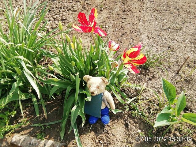 5.6.2022 !!! Gartenschau - Sonntagsbilder mit O'Brian 2022 !!!  Temperaturen: Nachts 15.1 / 10:33 18,97° plus / 13:24 29,8° plus
Das Unkraut wächst und es gab viel Sonne und trübes Wetter in dieser Woche, in der Sonne waren es dann gestern 20,6 Grad, heute ist es fast Windstill !
Die Temp­eraturen in Nebra steigen heute maximal auf 19 Grad Celsius