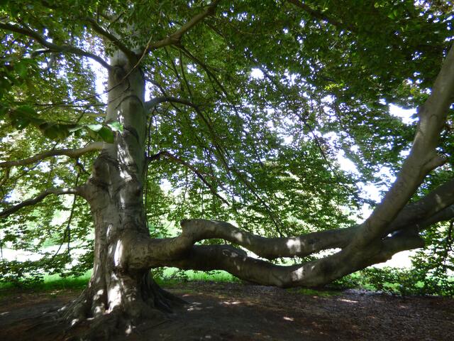 Grandioser baum