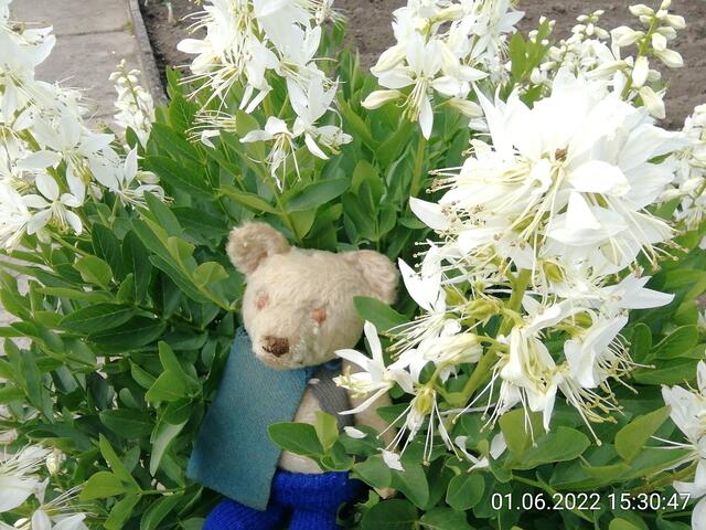 5.6.2022 !!! Gartenschau - Sonntagsbilder mit O'Brian 2022 !!!  Temperaturen: Nachts 15.1 / 10:33 18,97° plus / 13:24 29,8° plus
Das Unkraut wächst und es gab viel Sonne und trübes Wetter in dieser Woche, in der Sonne waren es dann gestern 20,6 Grad, heute ist es fast Windstill !
Die Temp­eraturen in Nebra steigen heute maximal auf 19 Grad Celsius