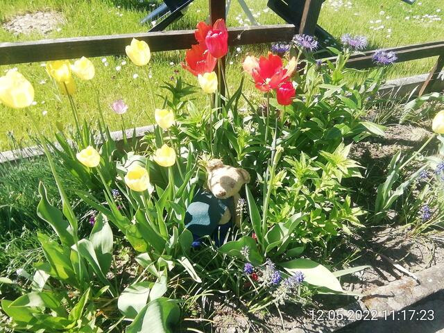 5.6.2022 !!! Gartenschau - Sonntagsbilder mit O'Brian 2022 !!!  Temperaturen: Nachts 15.1 / 10:33 18,97° plus / 13:24 29,8° plus
Das Unkraut wächst und es gab viel Sonne und trübes Wetter in dieser Woche, in der Sonne waren es dann gestern 20,6 Grad, heute ist es fast Windstill !
Die Temp­eraturen in Nebra steigen heute maximal auf 19 Grad Celsius