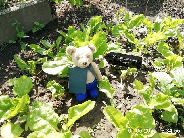 5.6.2022 !!! Gartenschau - Sonntagsbilder mit O'Brian 2022 !!!  Temperaturen: Nachts 15.1 / 10:33 18,97° plus / 13:24 29,8° plus
Das Unkraut wächst und es gab viel Sonne und trübes Wetter in dieser Woche, in der Sonne waren es dann gestern 20,6 Grad, heute ist es fast Windstill !
Die Temp­eraturen in Nebra steigen heute maximal auf 19 Grad Celsius