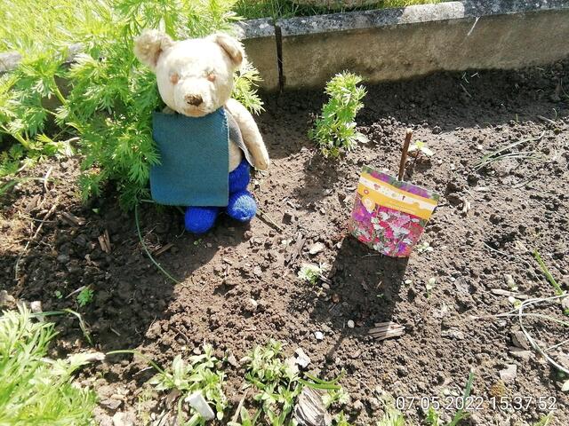 5.6.2022 !!! Gartenschau - Sonntagsbilder mit O'Brian 2022 !!!  Temperaturen: Nachts 15.1 / 10:33 18,97° plus / 13:24 29,8° plus
Das Unkraut wächst und es gab viel Sonne und trübes Wetter in dieser Woche, in der Sonne waren es dann gestern 20,6 Grad, heute ist es fast Windstill !
Die Temp­eraturen in Nebra steigen heute maximal auf 19 Grad Celsius