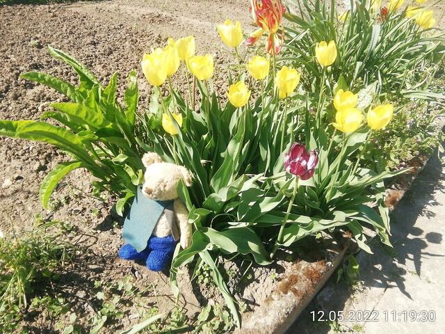 5.6.2022 !!! Gartenschau - Sonntagsbilder mit O'Brian 2022 !!!  Temperaturen: Nachts 15.1 / 10:33 18,97° plus / 13:24 29,8° plus
Das Unkraut wächst und es gab viel Sonne und trübes Wetter in dieser Woche, in der Sonne waren es dann gestern 20,6 Grad, heute ist es fast Windstill !
Die Temp­eraturen in Nebra steigen heute maximal auf 19 Grad Celsius