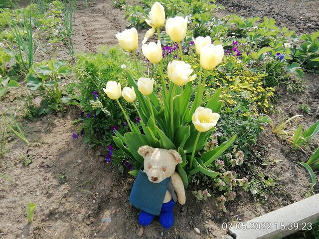 5.6.2022 !!! Gartenschau - Sonntagsbilder mit O'Brian 2022 !!!  Temperaturen: Nachts 15.1 / 10:33 18,97° plus / 13:24 29,8° plus
Das Unkraut wächst und es gab viel Sonne und trübes Wetter in dieser Woche, in der Sonne waren es dann gestern 20,6 Grad, heute ist es fast Windstill !
Die Temp­eraturen in Nebra steigen heute maximal auf 19 Grad Celsius
