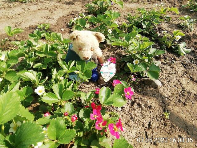 5.6.2022 !!! Gartenschau - Sonntagsbilder mit O'Brian 2022 !!!  Temperaturen: Nachts 15.1 / 10:33 18,97° plus / 13:24 29,8° plus
Das Unkraut wächst und es gab viel Sonne und trübes Wetter in dieser Woche, in der Sonne waren es dann gestern 20,6 Grad, heute ist es fast Windstill !
Die Temp­eraturen in Nebra steigen heute maximal auf 19 Grad Celsius