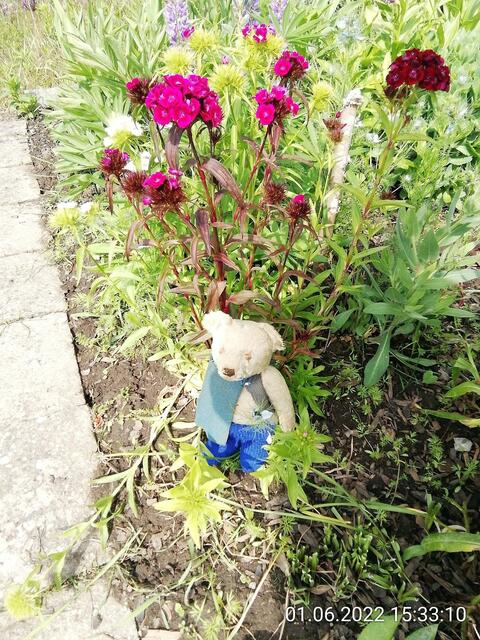 5.6.2022 !!! Gartenschau - Sonntagsbilder mit O'Brian 2022 !!!  Temperaturen: Nachts 15.1 / 10:33 18,97° plus / 13:24 29,8° plus
Das Unkraut wächst und es gab viel Sonne und trübes Wetter in dieser Woche, in der Sonne waren es dann gestern 20,6 Grad, heute ist es fast Windstill !
Die Temp­eraturen in Nebra steigen heute maximal auf 19 Grad Celsius