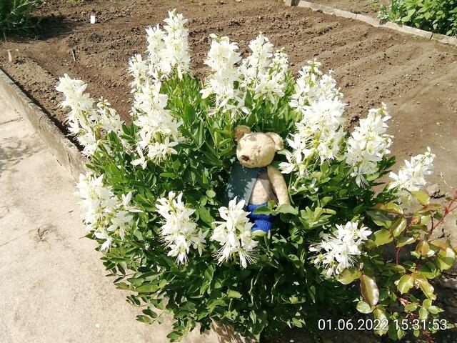 5.6.2022 !!! Gartenschau - Sonntagsbilder mit O'Brian 2022 !!!  Temperaturen: Nachts 15.1 / 10:33 18,97° plus / 13:24 29,8° plus
Das Unkraut wächst und es gab viel Sonne und trübes Wetter in dieser Woche, in der Sonne waren es dann gestern 20,6 Grad, heute ist es fast Windstill !
Die Temp­eraturen in Nebra steigen heute maximal auf 19 Grad Celsius