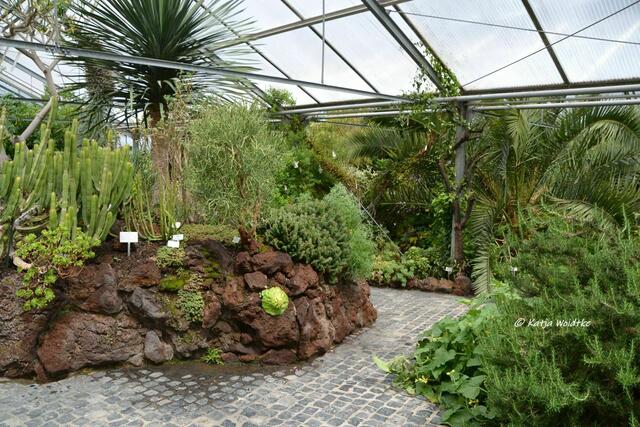 Kanarenhaus im Berggarten Herrenhausen schließt seine Pforten (Foto: Katja Woidtke) | Foto: Katja Woidtke