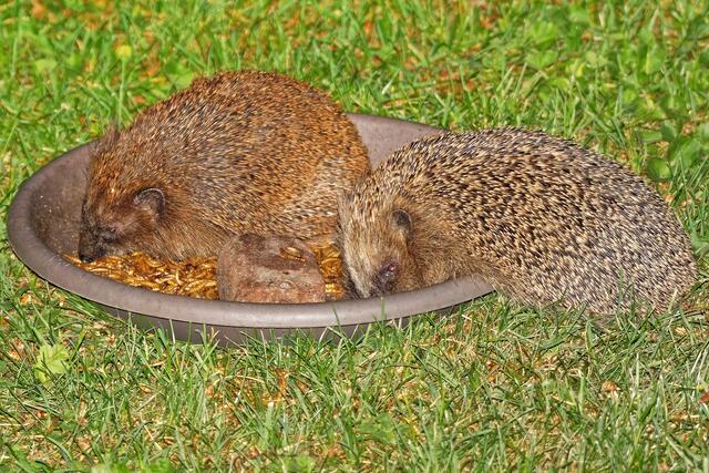 Am späten Abend kamen sogar zwei Igel zum Fressen!