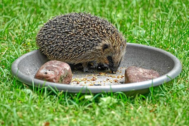 Falls sich der Fotograf etwas zu stark bewegt, verschwindet der Igel kurz ins Gebüsch.