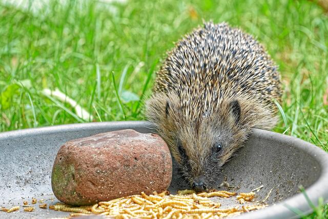 Seit Anfang dieser Woche kommt nur noch dieser Igel. Er scheut nicht mal das helle Licht am Nachmittag!