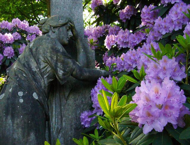 So manches Grab versteckt sich in den Rhododendrengehölzen.