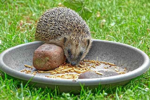 Der Fotograf sitzt in 3m Entfernung auf einem Klappstuhl und freut sich über diesen Gartenbesuch.