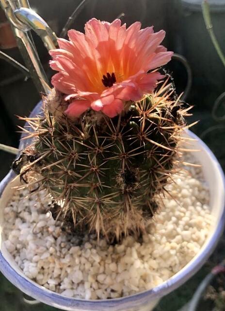 Die 3. Blüte ‼️