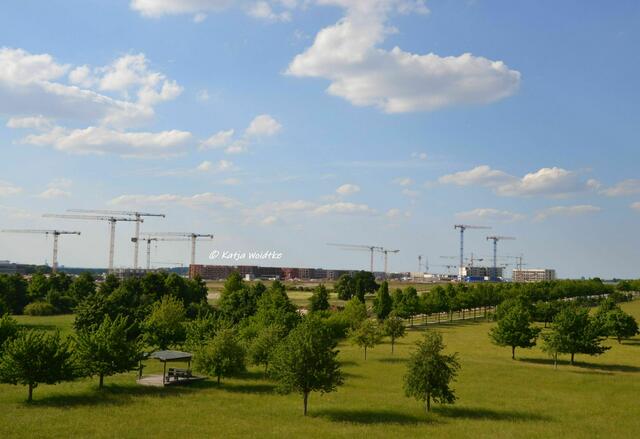 Wenn der Berg blüht - rund um den Kronsberg im Juni: Hier entsteht das Wohngebiet Kronsrode (Foto: Katja Woidtke) | Foto: Katja Woidtke