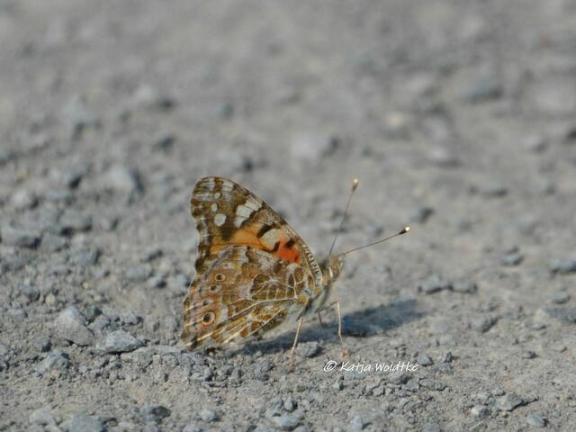 Wenn der Berg blüht - rund um den Kronsberg im Juni: Distelfalter (Vanessa cardui) (Foto: Katja Woidtke) | Foto: Katja Woidtke