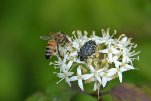 Wenn der Berg blüht - rund um den Kronsberg im Juni: Trauer-Rosenkäfer (Oxythyrea funesta) trifft Schwebfliege  (Foto: Katja Woidtke) | Foto: Katja Woidtke
