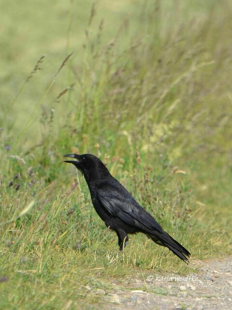 Wenn der Berg blüht - rund um den Kronsberg im Juni: Rabenkrähe (Corvus corone) (Foto: Katja Woidtke) | Foto: Katja Woidtke