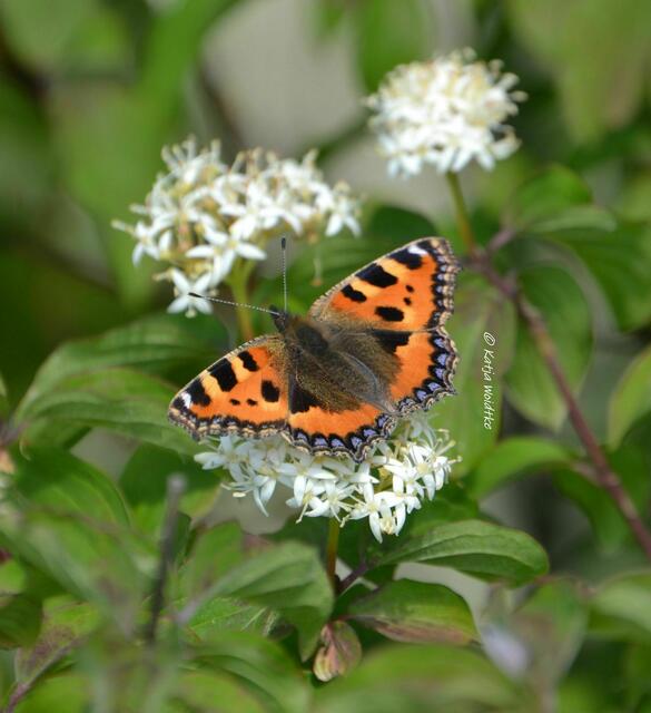 Wenn der Berg blüht - rund um den Kronsberg im Juni: Kleiner Fuchs (Aglais urticae) (Foto: Katja Woidtke) | Foto: Katja Woidtke