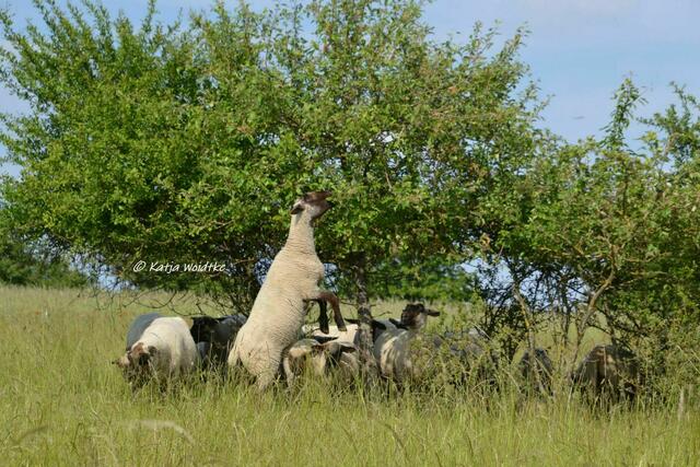 Wenn der Berg blüht - rund um den Kronsberg im Juni: Schafe beim Naschen (Foto: Katja Woidtke) | Foto: Katja Woidtke