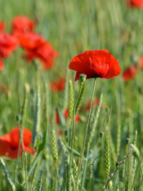 Wenn der Berg blüht - rund um den Kronsberg im Juni: Mohn (Papaver) (Foto: Katja Woidtke) | Foto: Katja Woidtke