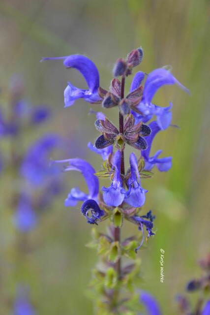 Wenn der Berg blüht - rund um den Kronsberg im Juni: Wiesensalbei (Salvia pratensis) (Foto: Katja Woidtke) | Foto: Katja Woidtke