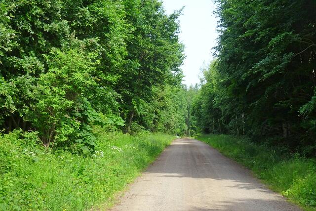 hier am "Rundweg" ist der Wald noch in Ordnung