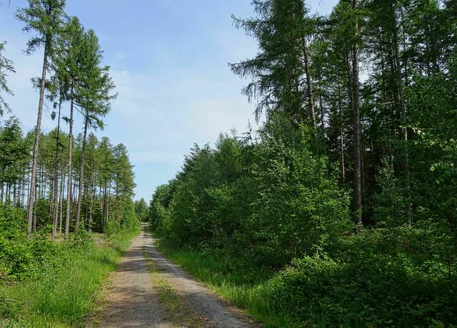 in diesem Bereich des "Rundweges" sind die Fichtenbestände schon stark ausgedünnt