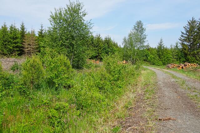 hier am Rande des "Rundweges" haben junge Kiefern einen Platz gefunden