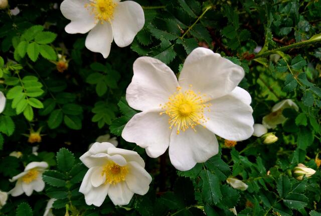 Die Samen dieser herrlichen Rose hatte ich mir vor ungefähr 30 Jahren aus Fehmarn mitgebracht.