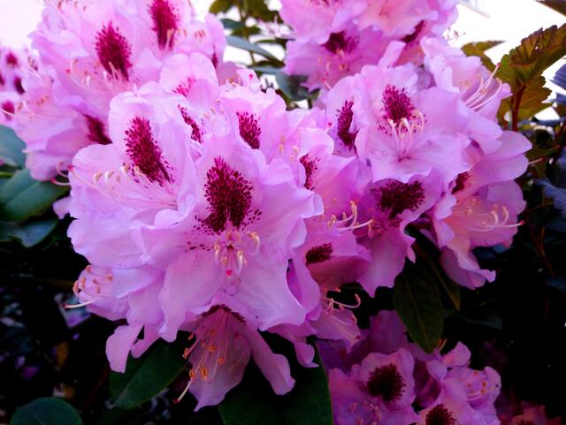 Ein alter Rhododendronstrauch im Vorgarten