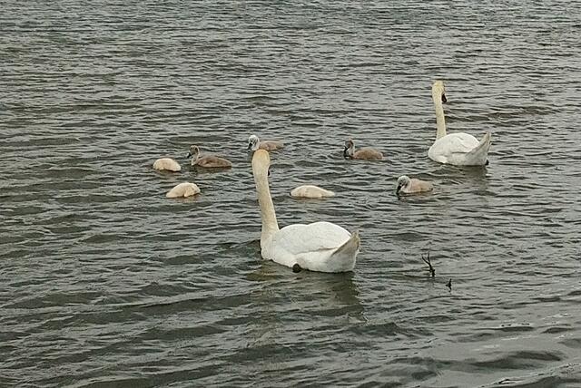 Schwanenfamilie auf dem Silbersee