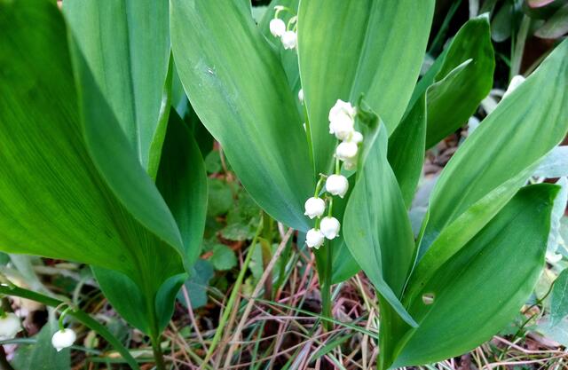 Maiglöckchen in einer wilderen Gartenecke