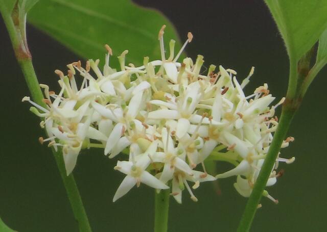 11.06.2022: Irgendwo im "Hexengarten" fotografiert ... die Entfernung von meinem Standpunkt zur Blume betrug ca. 5 m.