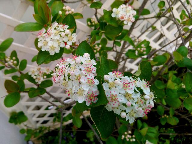 Auf meinem Balkon blüht die Apfelbeere (Aronia). Die sehr gesunden Beeren müssen rechtzeitig geerntet werden, sonst freuen sich die Stare.