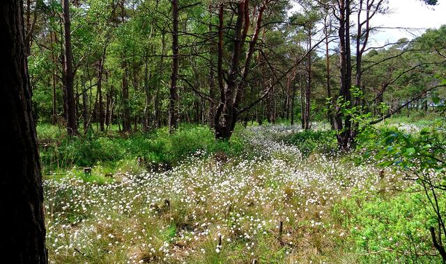 Wollgras im Bissendorfer Moor