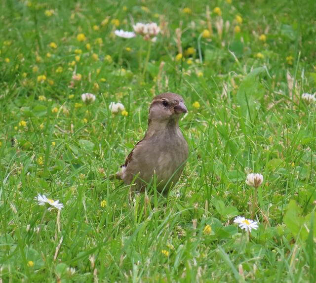 12.06.2022: Dieser kleine Spatz saß ca. 5 m neben mir auf unserer Wiese im Garten.