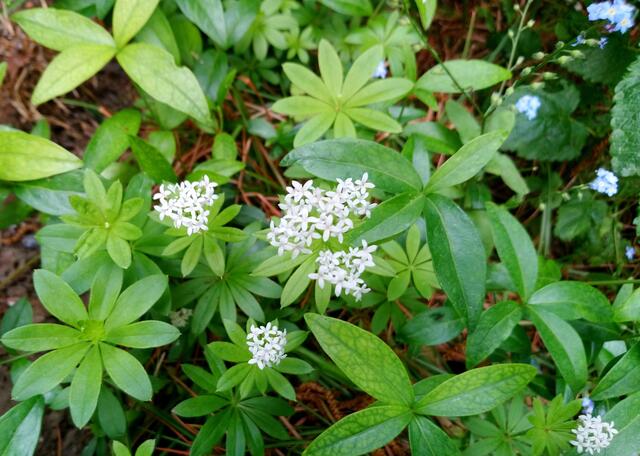 Waldmeister