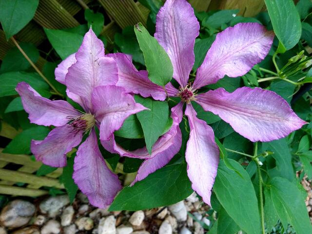 Klematis
