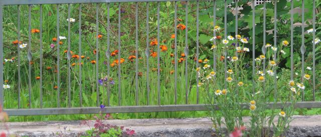 09.06.2022: Blick von meinem Schreitbtisch zum Vorgarten des gegenüberliegenden Hauses. Die Entfernung von meinem Schreibtsich zu den Blumen beträgt ca. 15 m.