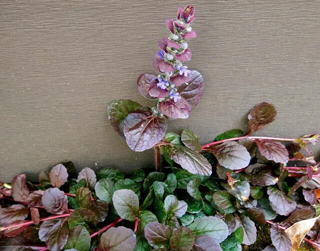 Draußen am Gartenzaun hat sich diese hübsche Pflanze angesiedelt.
