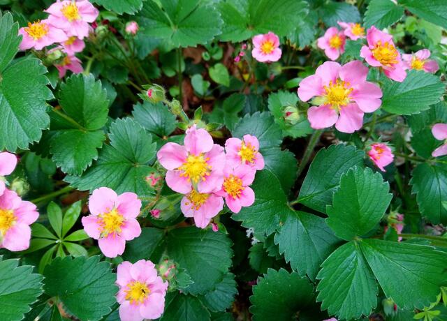 Erdbeeren