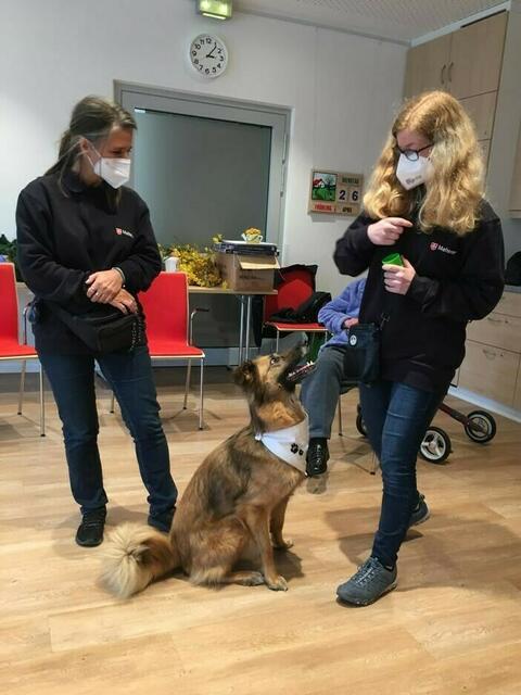 Malteser Tiere zu Besuch
