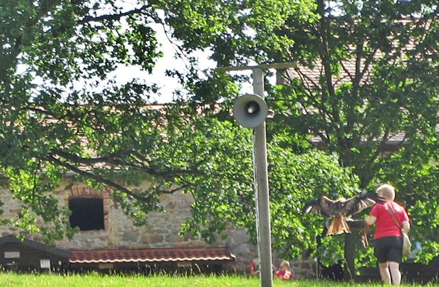 Greifvogel Flugschau